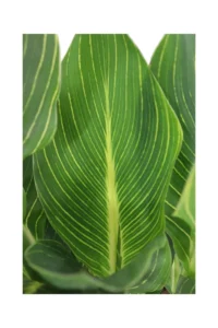 Canna Indica Tropicanna Gold v23 egarden.store online