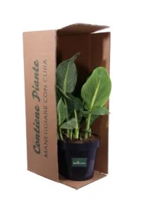 Canna Indica Tropicanna Gold v23 egarden.store online