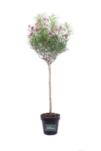Chilopsis Linearis Alberello v30 egarden.store online