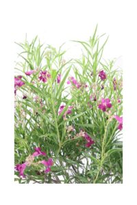 Chilopsis Linearis Alberello v30 egarden.store online