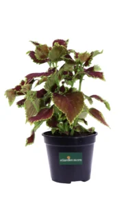 Coleus Blumei - Chocolate Mint v14 egarden.store 1 Coleus Blumei - Chocolate Mint v14 egarden.store online