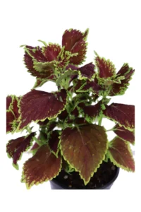 Coleus Blumei - Chocolate Mint v14 egarden.store 2 Coleus Blumei - Chocolate Mint v14 egarden.store online