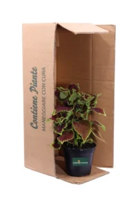 Coleus Blumei - Chocolate Mint v14 egarden.store 3 Coleus Blumei - Chocolate Mint v14 egarden.store online