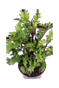 Coleus Blumei - Purple Jagged v14 egarden.store online