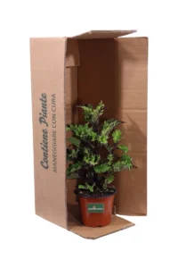 Coleus Blumei - Purple Jagged