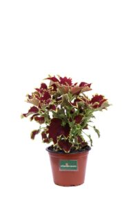 Coleus Blumei Red Roof v14 egarden.store online