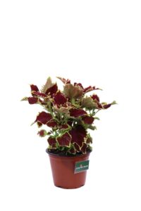 Coleus Blumei Red Roof v14 egarden.store online