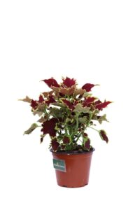 Coleus Blumei Red Roof v14 egarden.store online