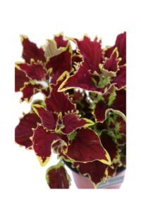 Coleus Blumei Red Roof v14 egarden.store online