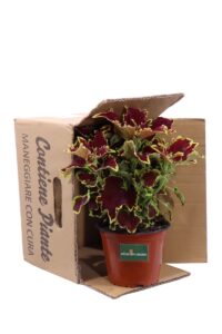 Coleus Blumei Red Roof v14 egarden.store online