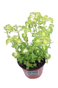 Coleus Blumei Wizard Jade v14 egarden.store online