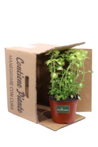 Coleus Blumei Wizard Jade v14 egarden.store online