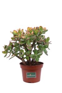 Crassula Ovata Sunset v15 egarden.store online
