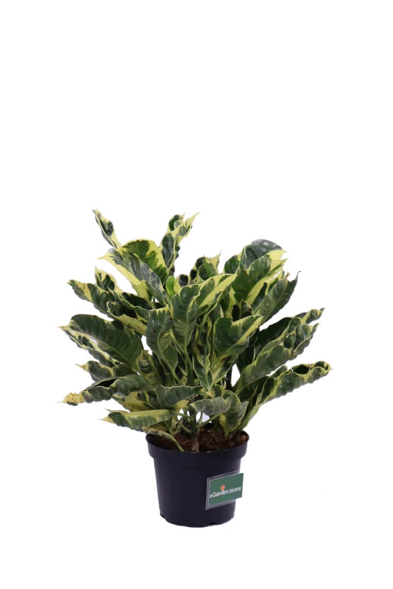 Croton Eburneum v12 egarden.store online
