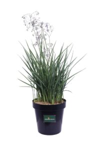 Dianella Revoluta Coolvista v23 egarden.store online