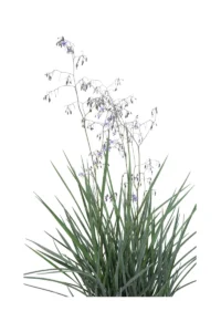 Dianella Revoluta Coolvista v23 egarden.store online