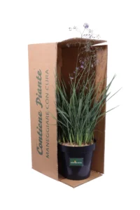 Dianella Revoluta Coolvista v23 egarden.store online
