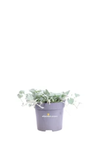 Dichondra Argentea Silver Falls v10 egarden.store online