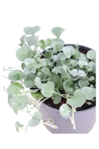 Dichondra Argentea Silver Falls v10 egarden.store online