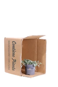 Dichondra Argentea Silver Falls v10 egarden.store online