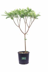 Edgeworthia Chrysantha v18 egarden.store 1 Edgeworthia Chrysantha v18 egarden.store online