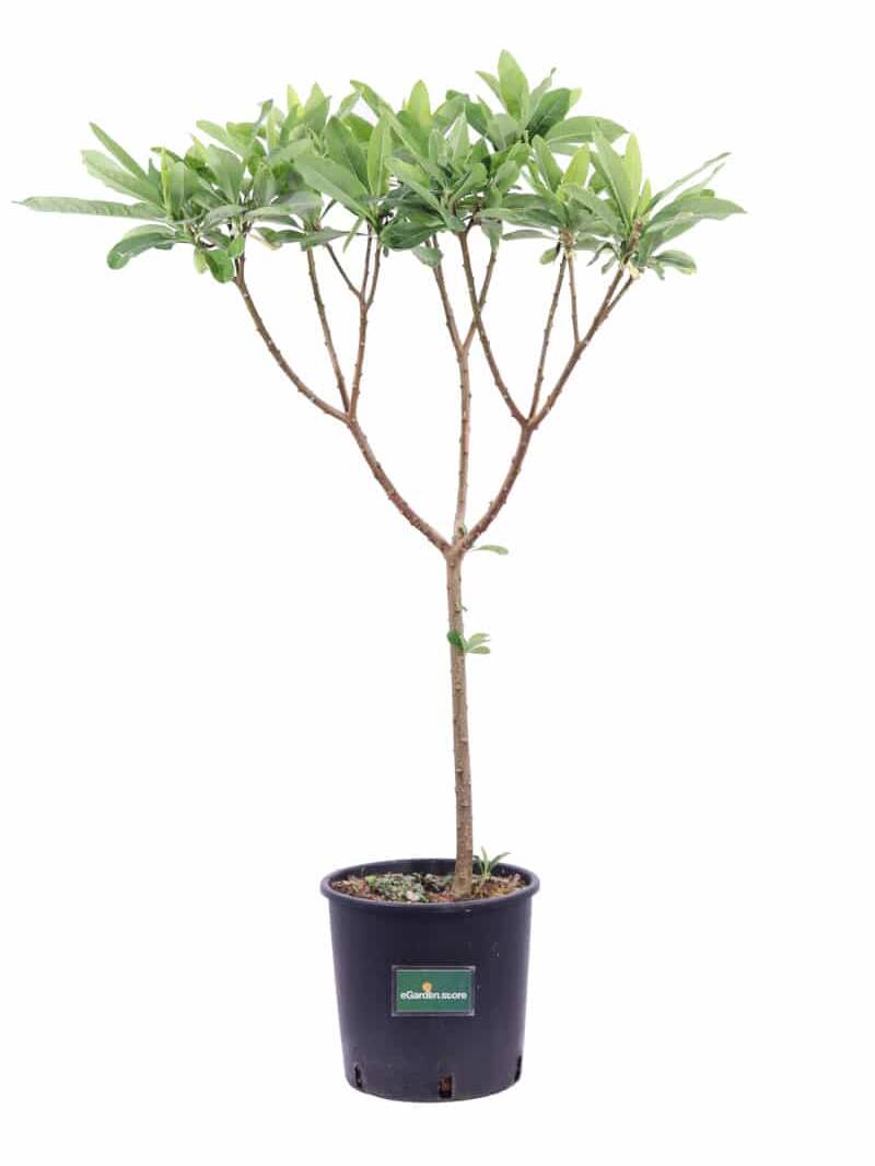 Edgeworthia Chrysantha v18 egarden.store online