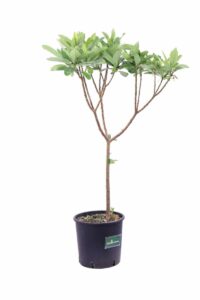 Edgeworthia Chrysantha v18 egarden.store 2 Edgeworthia Chrysantha v18 egarden.store online