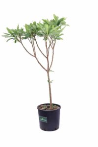 Edgeworthia Chrysantha v18 egarden.store 3 Edgeworthia Chrysantha v18 egarden.store online