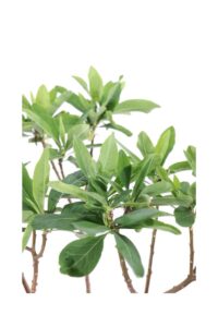 Edgeworthia Chrysantha v18 egarden.store 4 Edgeworthia Chrysantha v18 egarden.store online