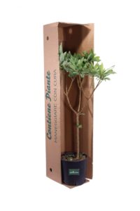 Edgeworthia Chrysantha v18 egarden.store 5 Edgeworthia Chrysantha v18 egarden.store online