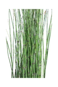 Equisetum Hyemale v17 egarden.store online