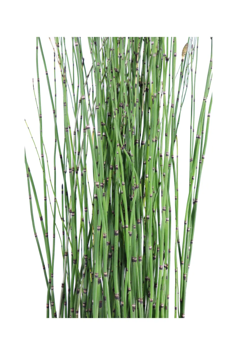 Equisetum Hyemale v17 egarden.store online