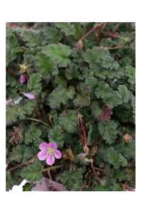 Erodium v14 egarden.store online