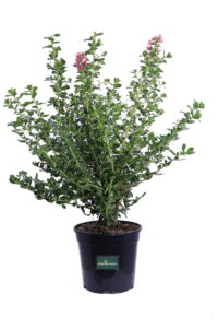 Escallonia X Hybrida Crimson Spire v24 egarden.store online