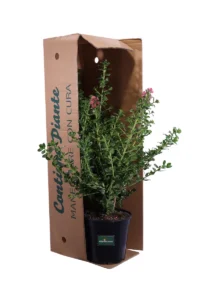 Escallonia X Hybrida Crimson Spire v24 egarden.store online