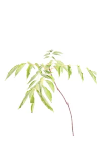 Evodia Daniellii v18 egarden.store online