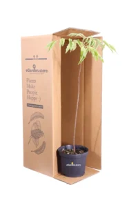 Evodia Daniellii v18 egarden.store online