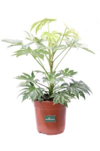 Fatsia Japonica Variegata v27 egarden.store online