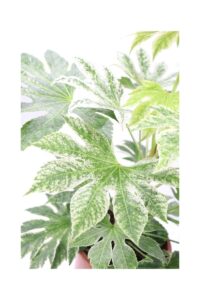Fatsia Japonica Variegata v27 egarden.store online