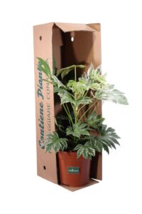 Fatsia Japonica Variegata - In Offerta