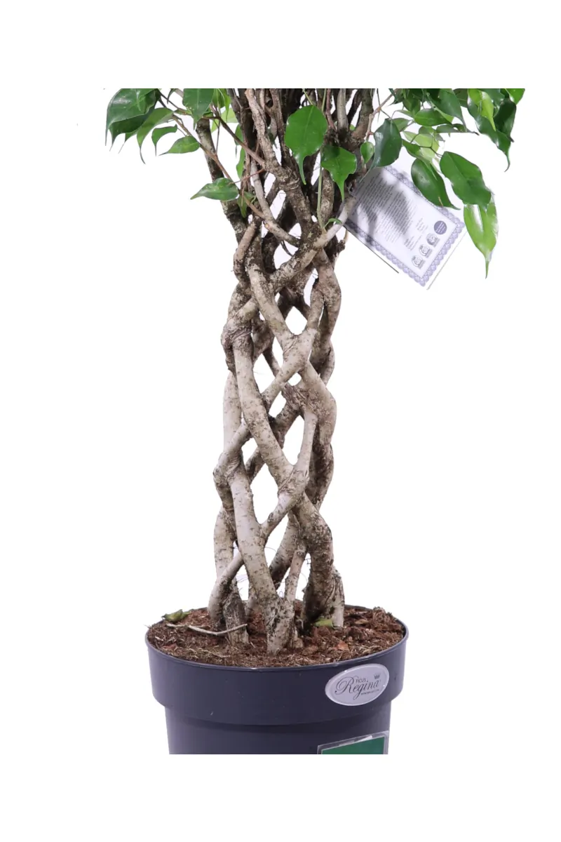 Ficus Benjamin Twist v24 egarden.store online