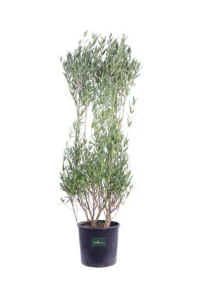 Fillirea - Phillyrea Angustifolia v24 egarden.store online