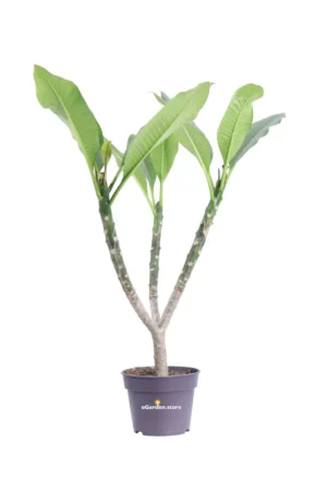 Frangipani - Plumeria Alba v17 egarden.store online