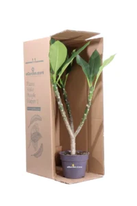 Frangipani - Plumeria Alba v17 egarden.store online