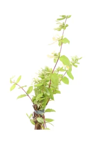 Lonicera Caprifolium v18 egarden.store online