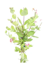 Caprifoglio - Lonicera Heckrottii