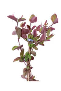 Caprifoglio - Lonicera Japonica Sinensis
