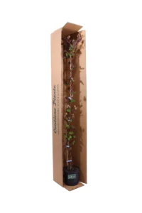 Lonicera Japonica Sinensis v18 egarden.store online