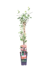 Lonicera Periclymenum Belgica v11 egarden.store online