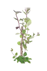 Caprifoglio - Lonicera Periclymenum Belgica